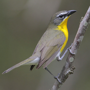 Note: white spectacles, dark lores, and bright yellow breast.